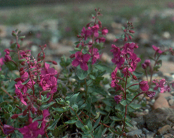 Dwarf fireweed