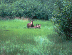mamma moose and twins