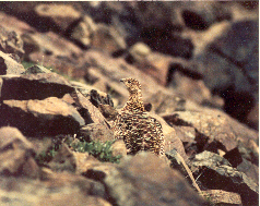 ptarmigan